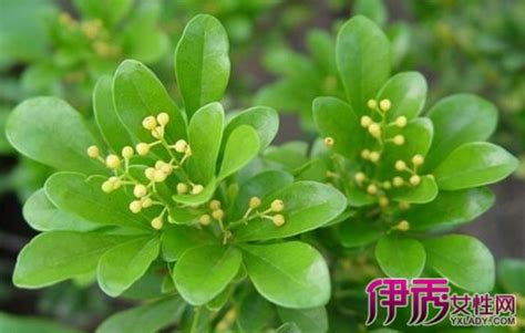 米兰花|米兰花是什么，米兰花知识大全